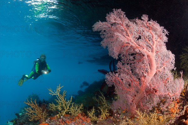 Scuba Diver at Coral Reef, Raja Ampat, West Papua, Indonesia