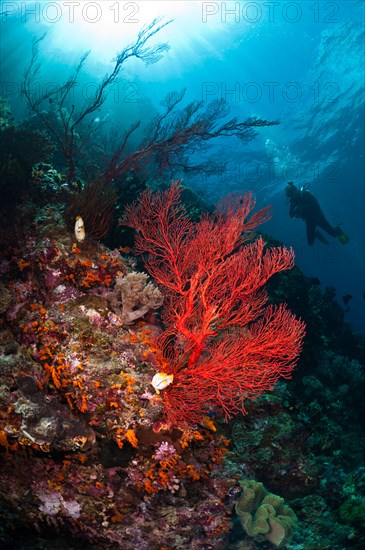 Diver swimming past sea fans, Misool, West Papua, Indonesia.