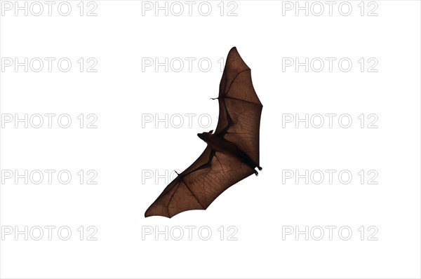 Isolated flying fox