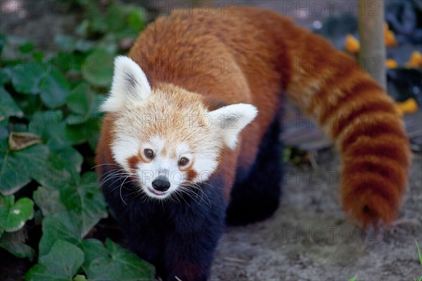 Red panda