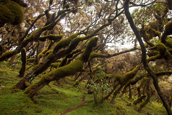 Moss covered misty forest Semien Mountains Ethiopia