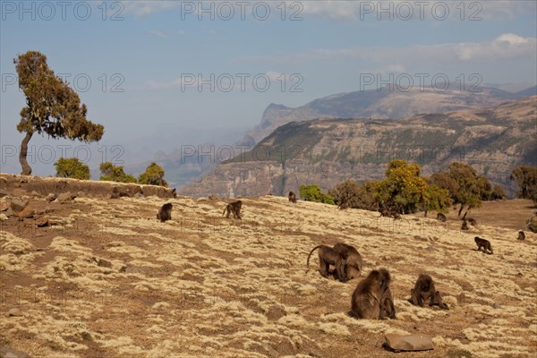 Gelada Baboon, Simien Mountain, Ethiopia