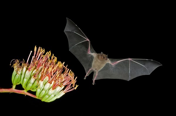 Lesser Long-nosed Bat Leptonycteris curasoae Amado, ARIZONA, United States 23 August Adult at Parry's Agave flowers.