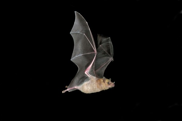 Lesser Long-nosed Bat Leptonycteris curasoae Amado, ARIZONA, United States 20 August Adult Phyllostomidae