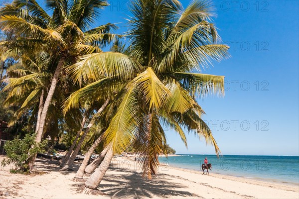 Jumper on the beach of Ifaty, southwestern Madagascar