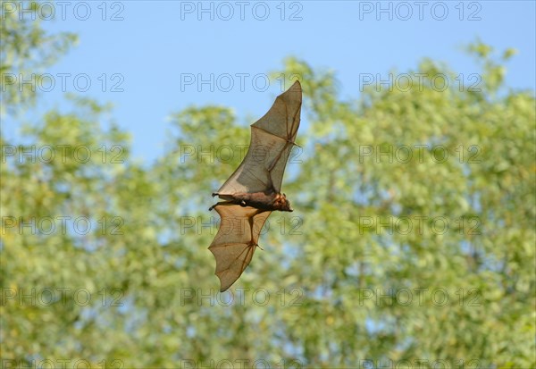 Little Red Flying Fox Bat (Pteropus scapulatus) in flight during the day, Queensland, Australia, November