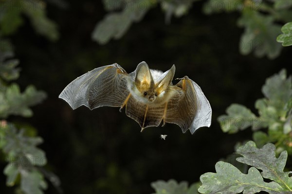 Brown Long-eared Bat Plecotus auritus