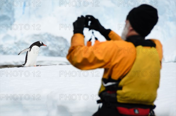 ANTARCTICA - A man takes a photo of a Gentoo penguin walking on shore at Cuverville Island on the western side of the Antarctic Peninsula. Gentoo penguins are one of the most numerous types of penguin in this region.