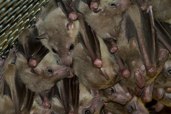 bat bats animal, asia, asian, australia, australian, bat, beautiful, black, branch, branches, country, day, down, ears, flying