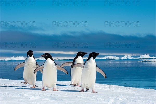 Adelie penguins (Pygoscelis adeliae) loafing by the ice edge, Petrel island, Antarctic Peninsula