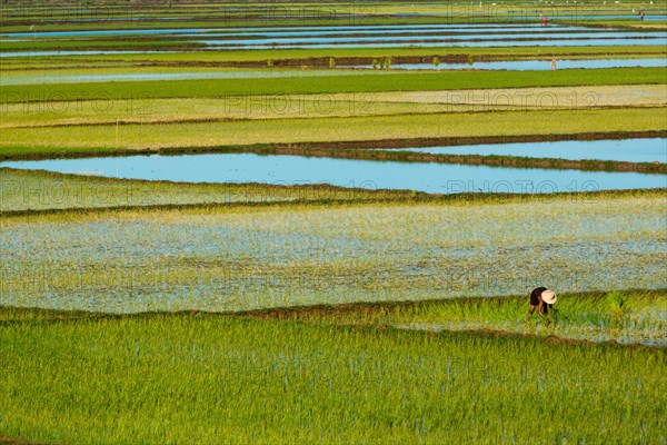 Paddy Fields, Boina, Mahajanga, Madagascar