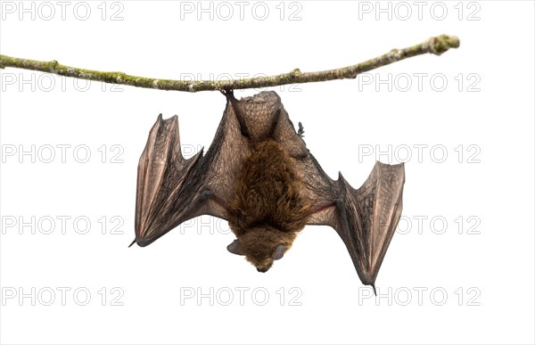 Old common bent-wing bat perched on a branch in front of white background