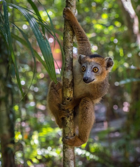 Lemur of Madagascar