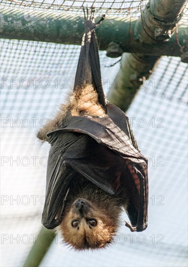 Bat roosting on the islet of Ile Aux Aigrettes in Mauritius.