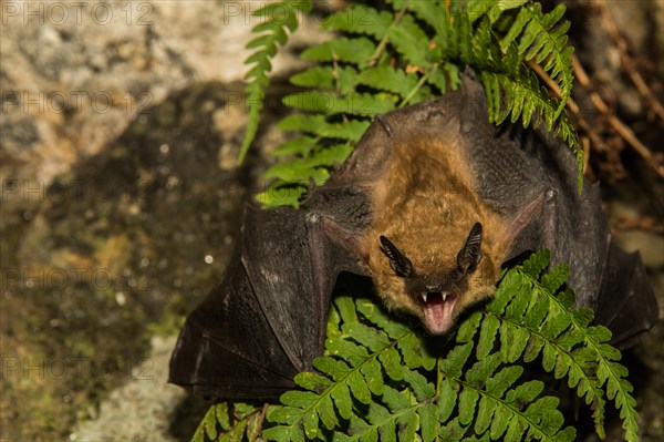 Big Brown Bat