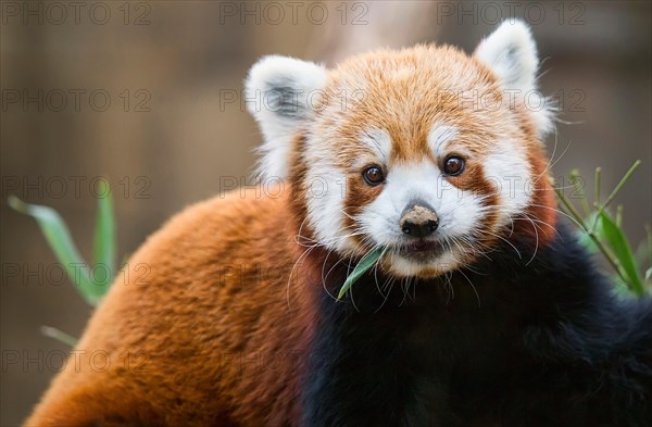 A feeding red panda (Ailurus fulgens) pauses his meal to look at the camera.