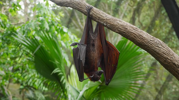 Fruit Bat/ MegaBat/ Indian flying fox/ Bats/ Bat resting on Tree/ Pteropus vampyrus/ Old World fruit bats/ fruit bats/ Herbivorous animal/ Bat Hanging