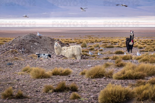 Llamas in Bolivean altiplano - Potosi Department, Bolivia