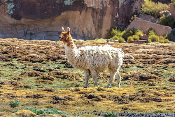 Llama in Bolivean altiplano - Potosi Department, Bolivia