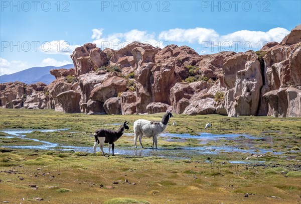 Llamas in Bolivean altiplano with rock formations on background - Potosi Department, Bolivia