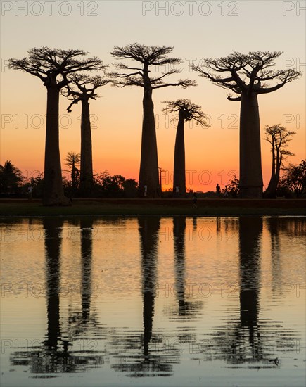 Baobabs at sunrise near the water with reflection. Madagascar. An excellent illustration