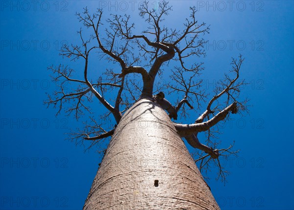 Baobab on background blue sky. Madagascar. An excellent illustration.