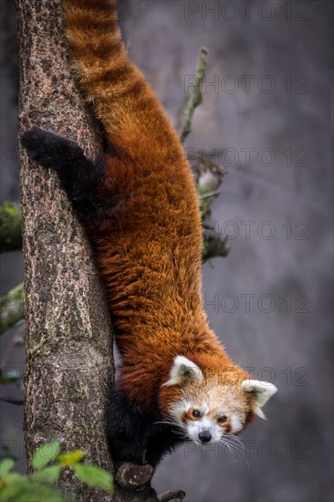 Red dwarf Chinese  panda