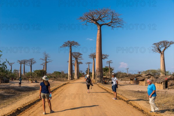 Locals and tourists mingle along the iconic Avenue of Baobabs. Madagascar, Africa.