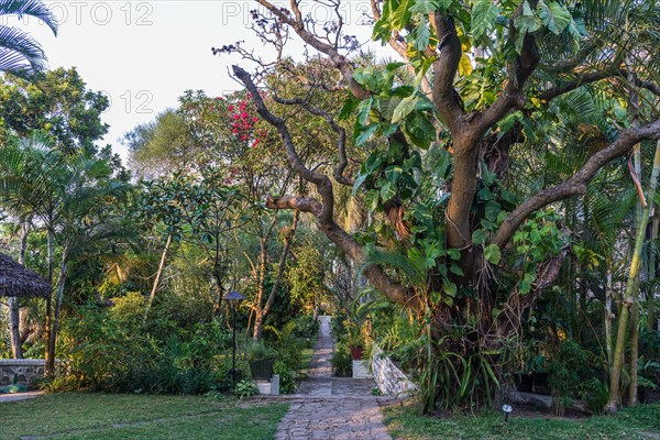 Hotel garden. Madagascar, Africa.