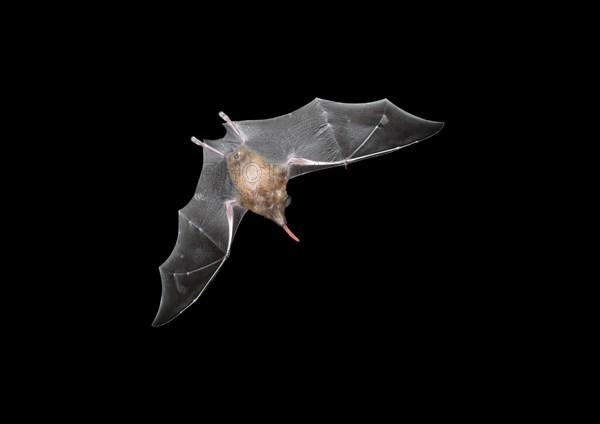 Common Long-tonged Bat - Glossophaga soricina