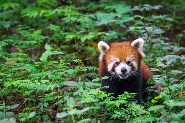 Portrait of a Red Panda , Ailurus fulgens , fire fox surrounded by plants
