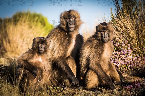 Gelada Baboons in the Simien Mountains National Park, Ethiopia, Africa