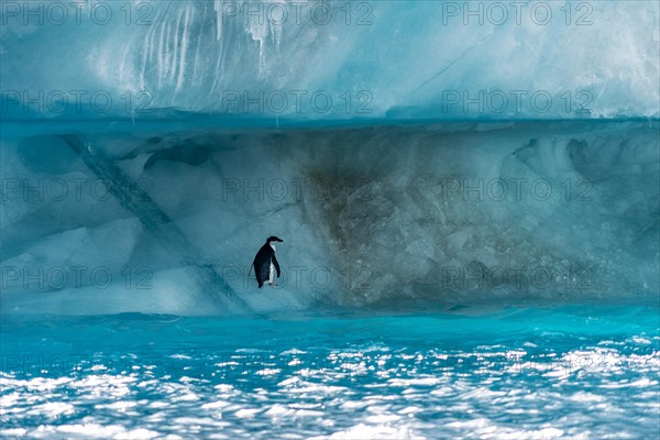 Penguin in Antarctica