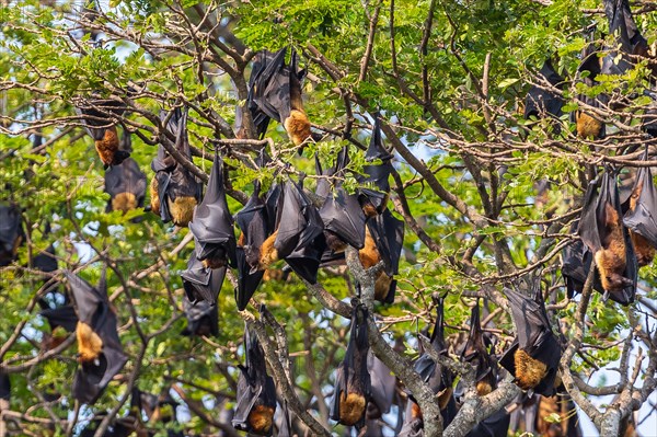 Fruit bat trees (Flying fox). Tissamaharama, Sri Lanka.