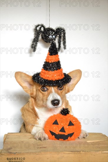 Dog in halloween costume