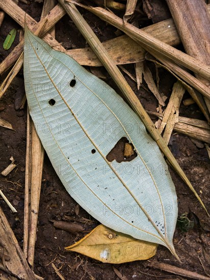 Vegetal leaf looking like a happy face - pareidolia