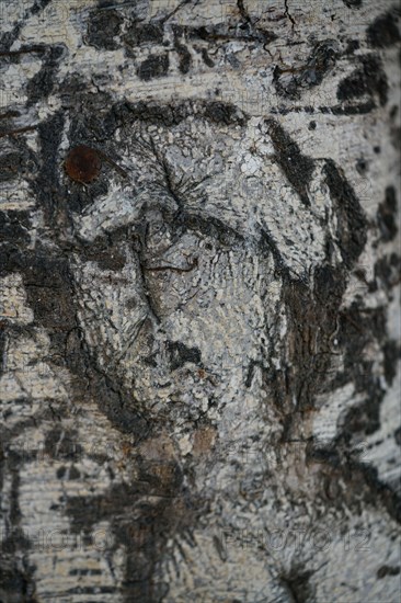 Human face is viewed in a natural growing tree trunk Pareidolia is the tendency for incorrect perception of a stimulus as an object, pattern or meanin