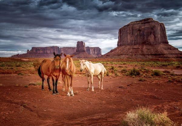 Three horses in the Monument Valley desert, Arizona-Utah