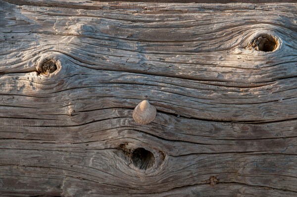 Driftwood on beach at Spencer Spit State Park, Lopez Island, San Juan Islands, Washington.