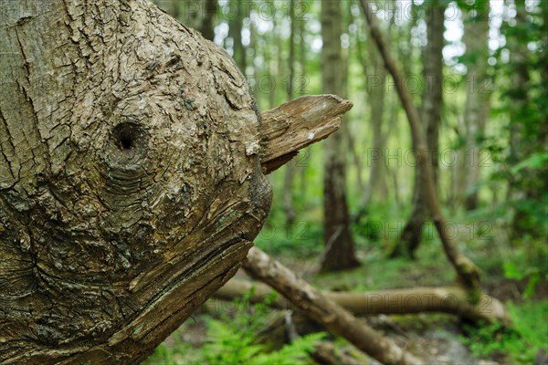 Pareidolia ...bird's face on fallen tree branch