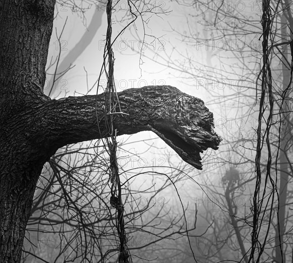 Black and white tree branch that looks like a serpent or dragon, pareidolia, in a foggy forest in winter or spring, Lancaster, Pennsylvania