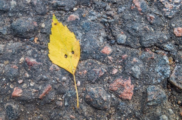 A small autumn yellow leaf with eyes resembling a human head lies on the pavement. The concept of imagination