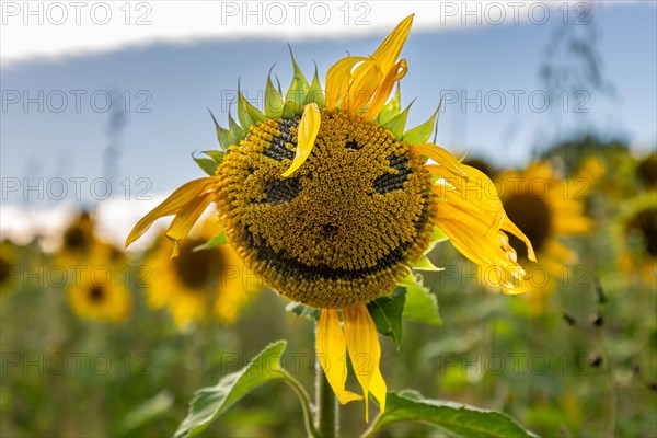 A face in a sunflower, with a shallow depth of field