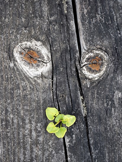 Pareidolia on a wooden board. Portugal