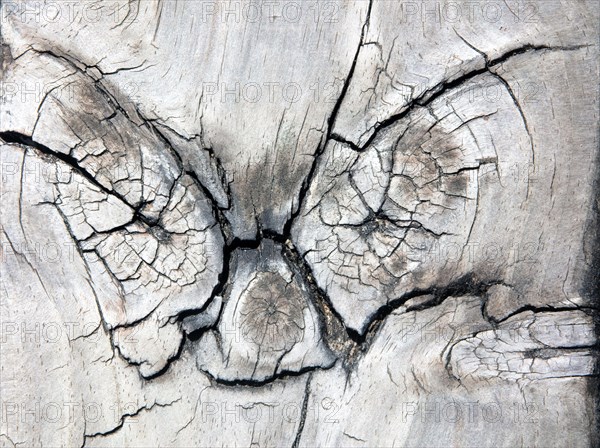 Pareidolia of a recognizable face on wood.