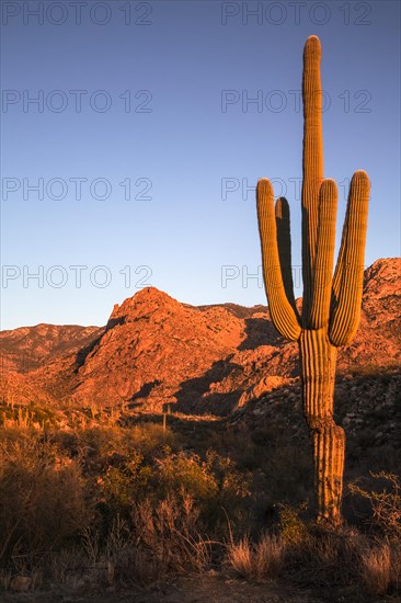 Arizona's Catalina State Park