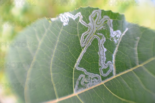 Leaf Miner Leaves Line Art in Leave