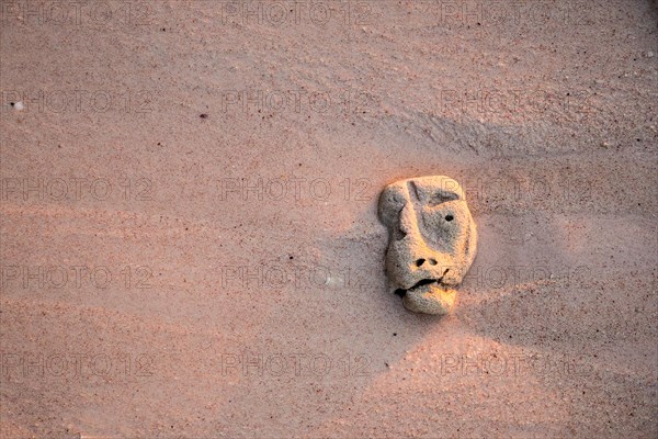 Coral on sand with a strange shape of head