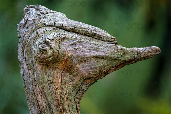 Nicely shaped piece of an old weathered tree root that looks like the portrait of an ostrich, real natural art