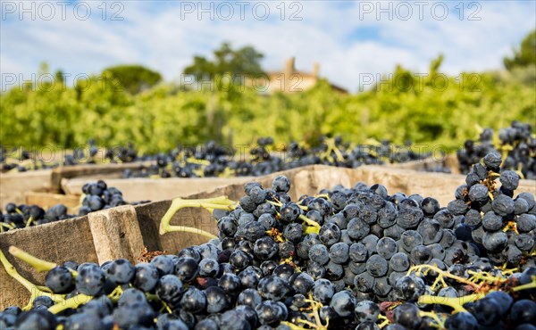 Grape Harvest - Rhone Valley, France